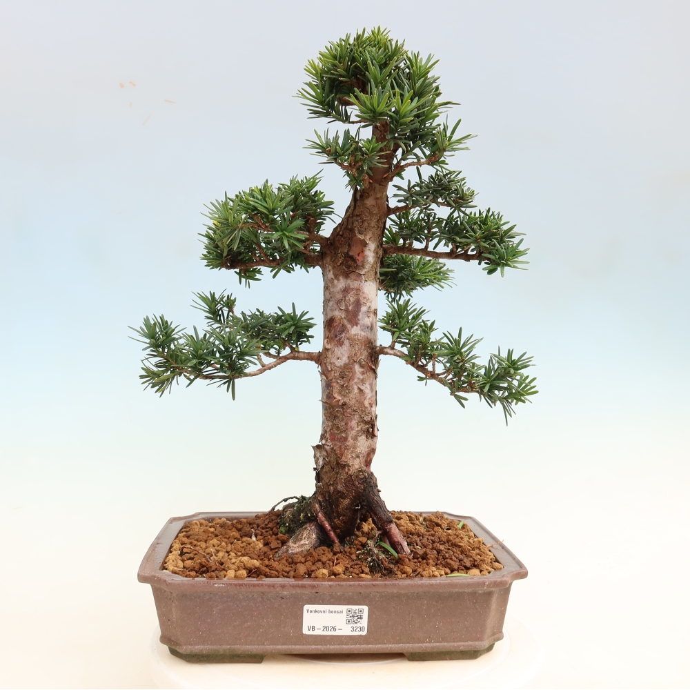 Bonsai ogrodowe – Taxus cuspidata  – cis japoński