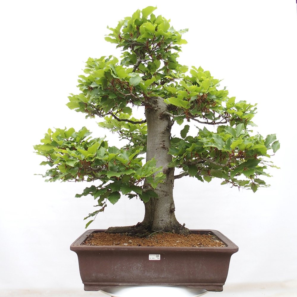 Bonsai ogrodowe - Fagus sylvatica - Buk