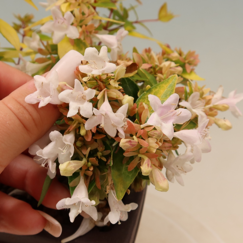 Bonsai ogrodowe – Abelia gr. Kleidoscope – Abelia wielkokwiatowa