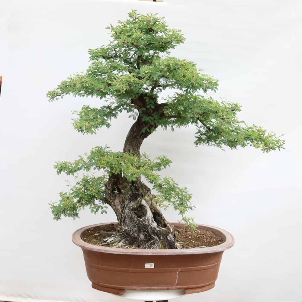Bonsai pokojowe – Akacja arabica