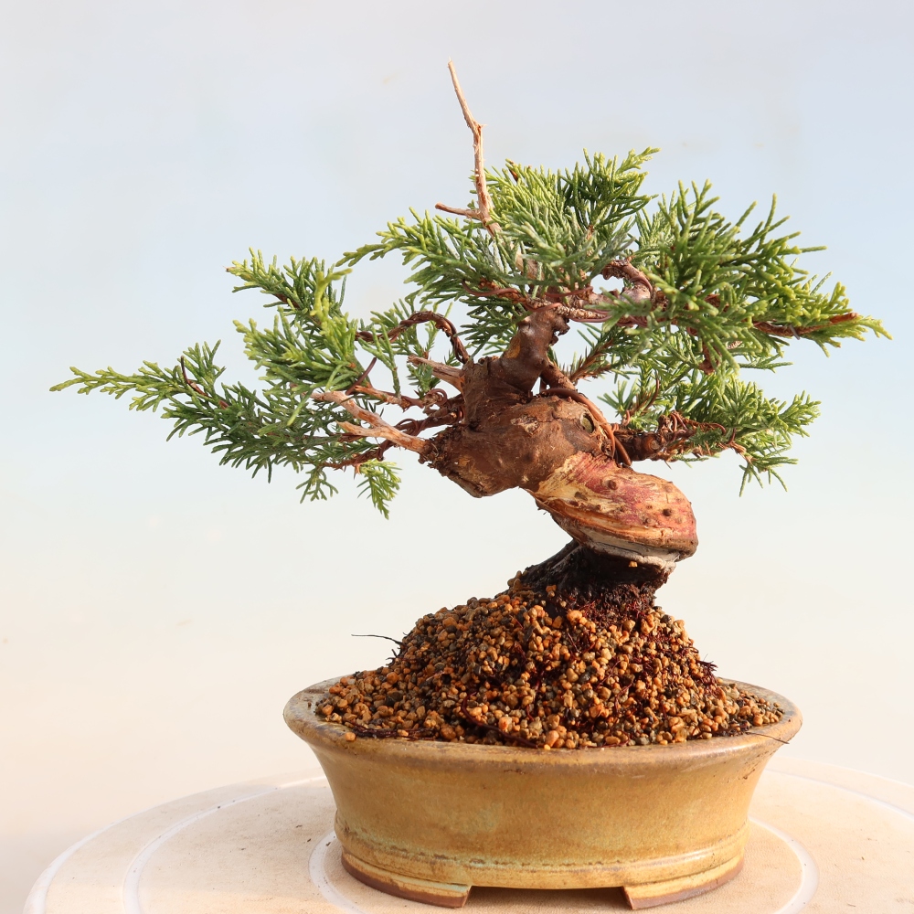 Outdoor bonsai - Juniperus chinensis Itoigawa - Jałowiec chiński