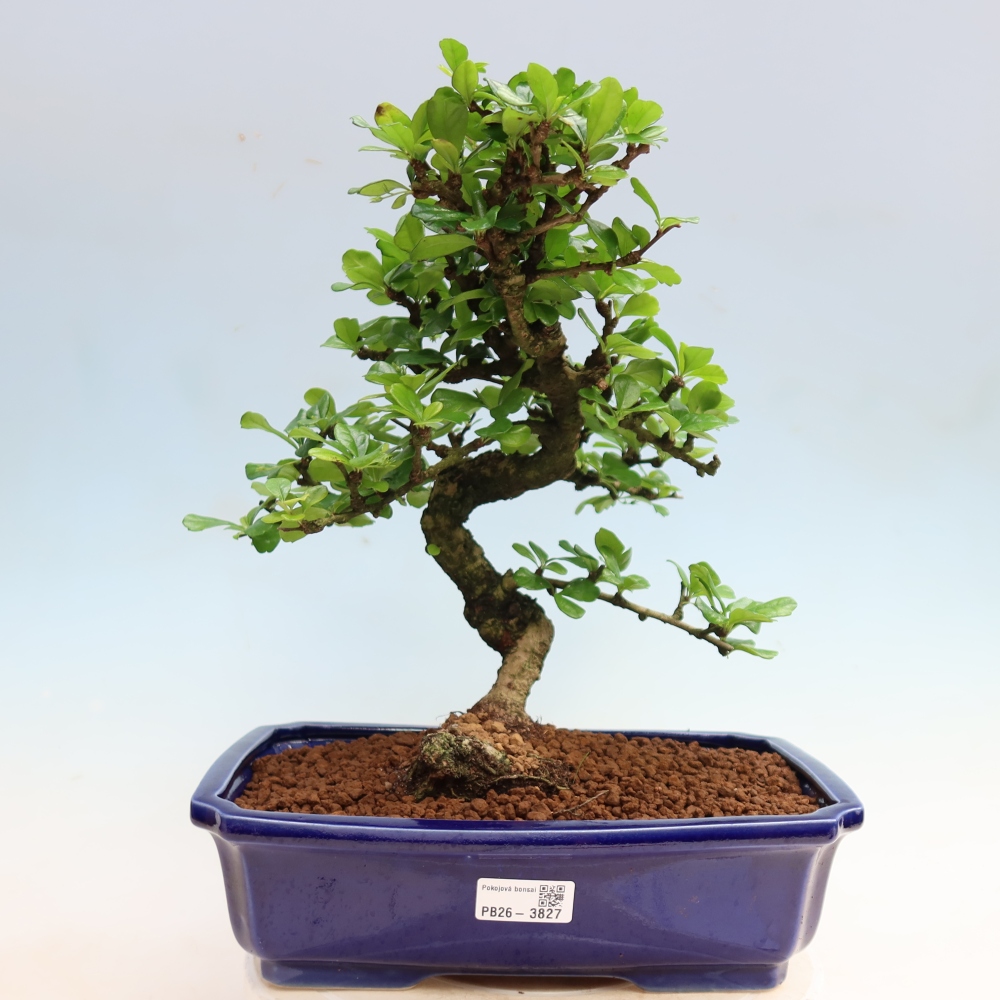 Bonsai pokojowe - Carmona macrophylla - Tea fuki