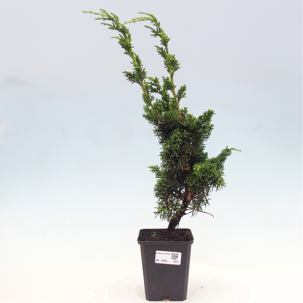 Outdoor bonsai - Juniperus chinensis Kishu
