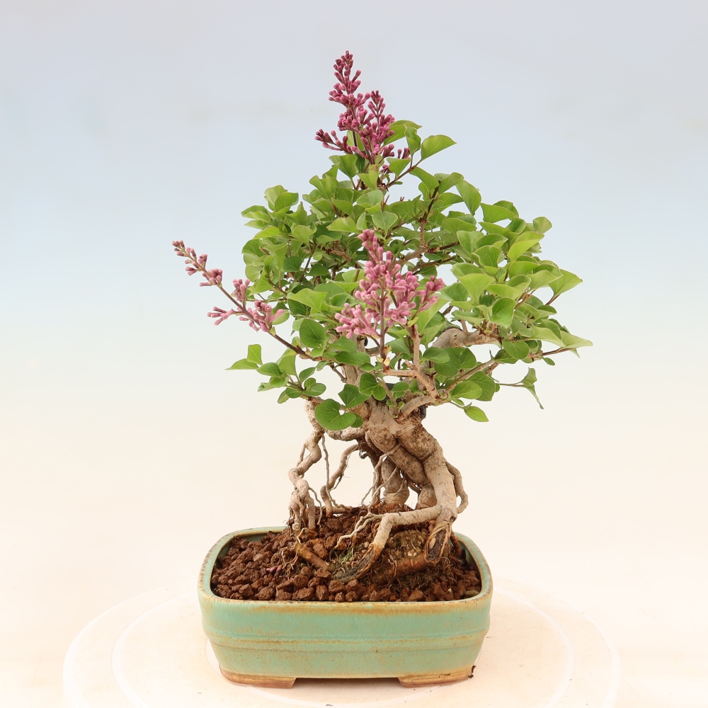 Outdoor bonsai - Syringa microphylla - liliowiec drobnokwiatowy
