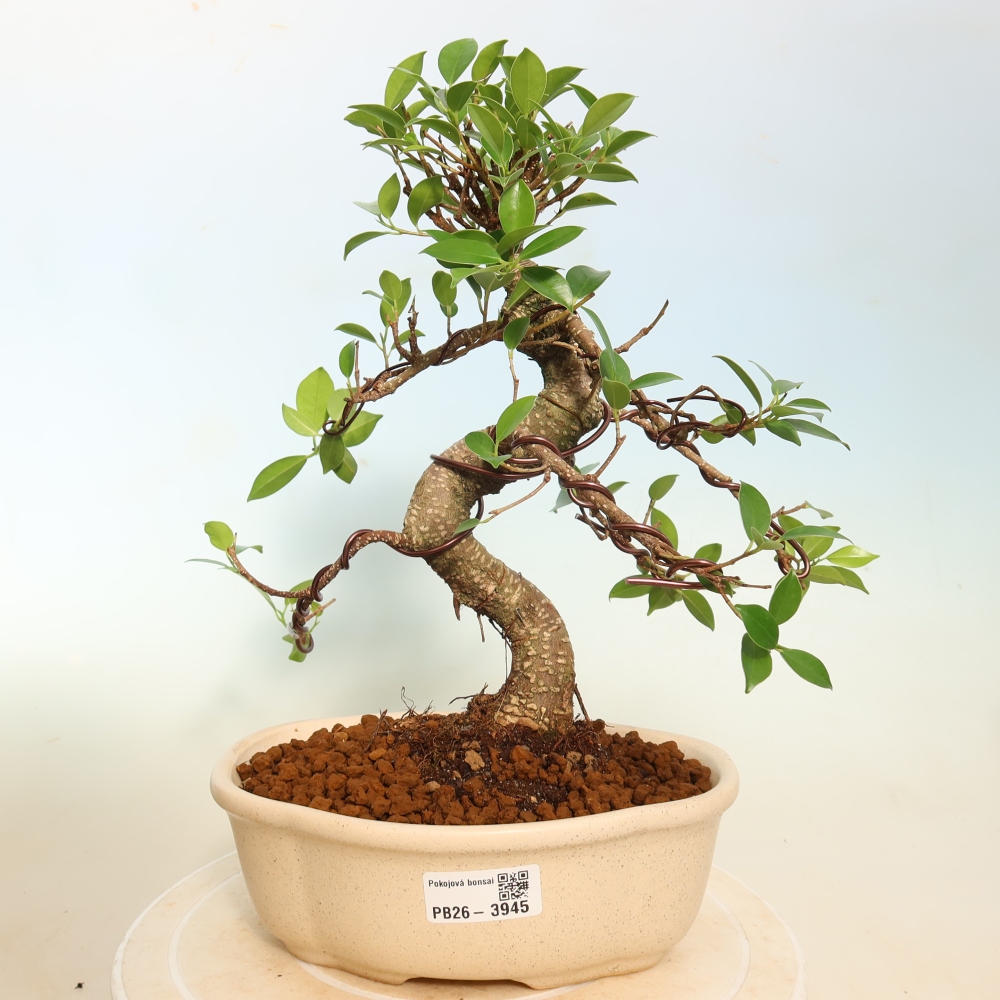 Pokój bonsai - Ficus kimmen - figowiec drobnolistny