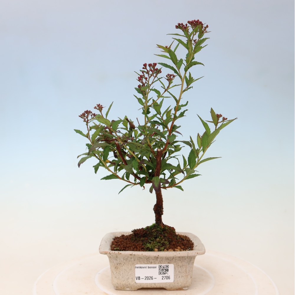 Bonsai ogrodowe – spirea japońska – Spirea japonica Anthony Waterer