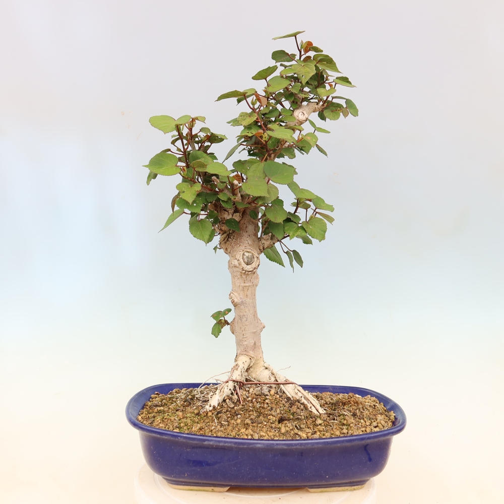 Bonsai domowe - Hibiscus tiliaceus - Hibiskus morski