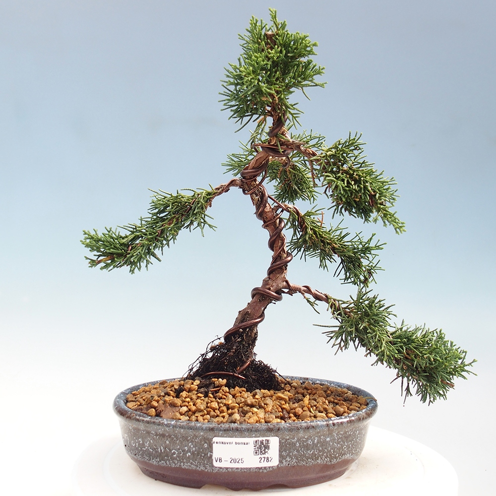 Bonsai zewnętrzne - Juniperus chinensis Kishu - Jałowiec chiński