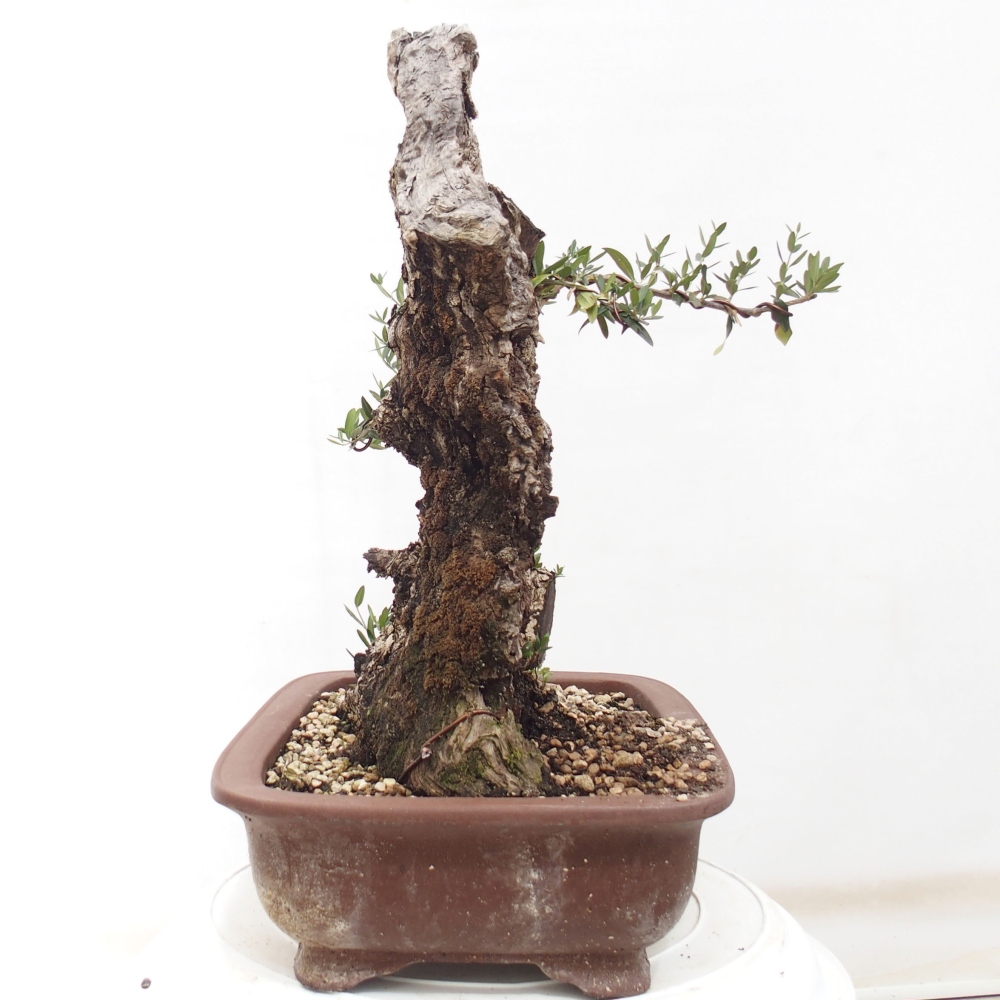 Kryte bonsai - Olea europaea sylvestris - Europejska oliwa z małych liści