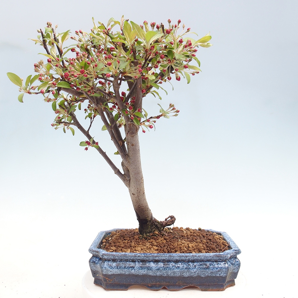 Outdoor bonsai - Malus domestica - Jabłoń czerwonolistna o małych owocach