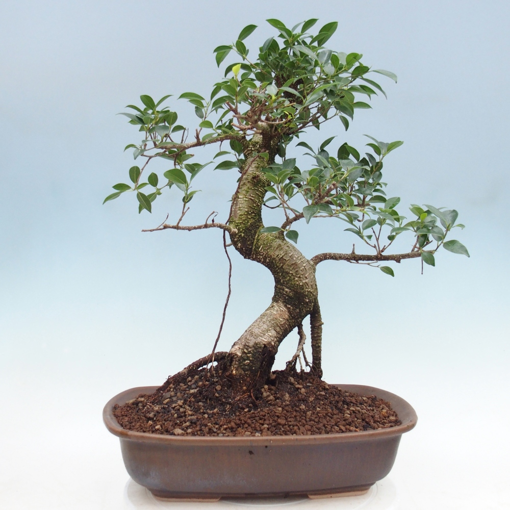 Pokój bonsai - Ficus retusa - figowiec drobnolistny