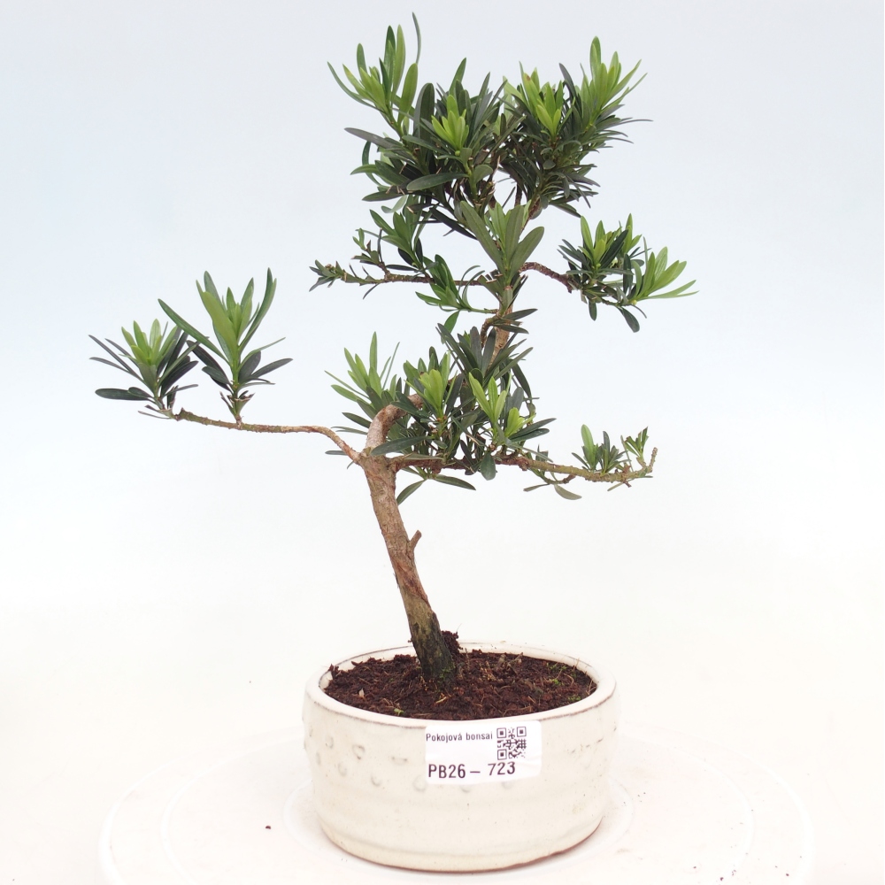 Pokój bonsai - Podocarpus - Kamienny cis