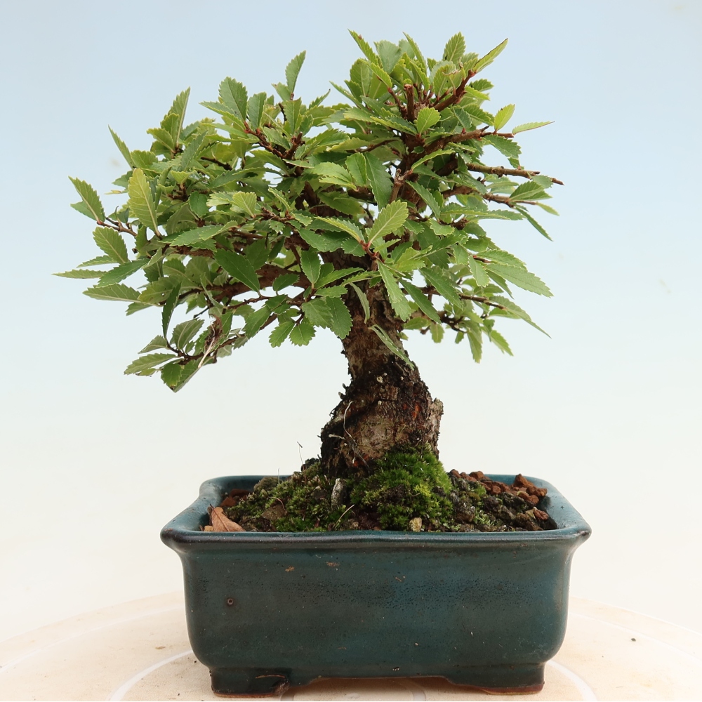 Bonsai zewnętrzne - Zelkova - Zelkova NIRE