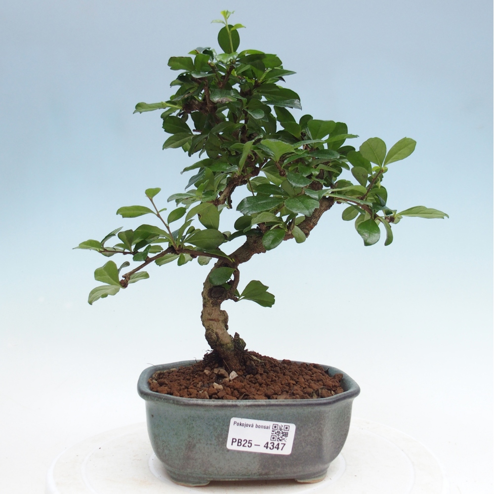 Bonsai pokojowe - Carmona macrophylla - Tea fuki