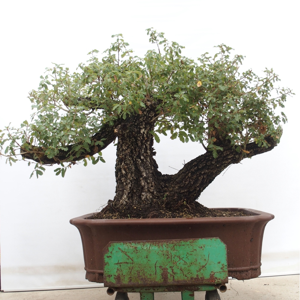 Yamadori - Quercus Ilex - Dąb ostrokrzewowy