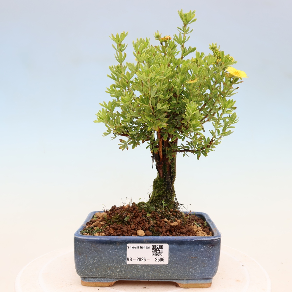 Bonsai zewnętrzne - Potentila fruticosa
