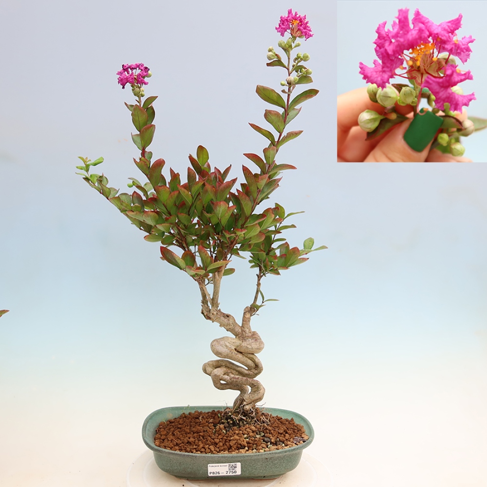 Bonsai pokojowe – Lagerstroemia indica – bz indyjski