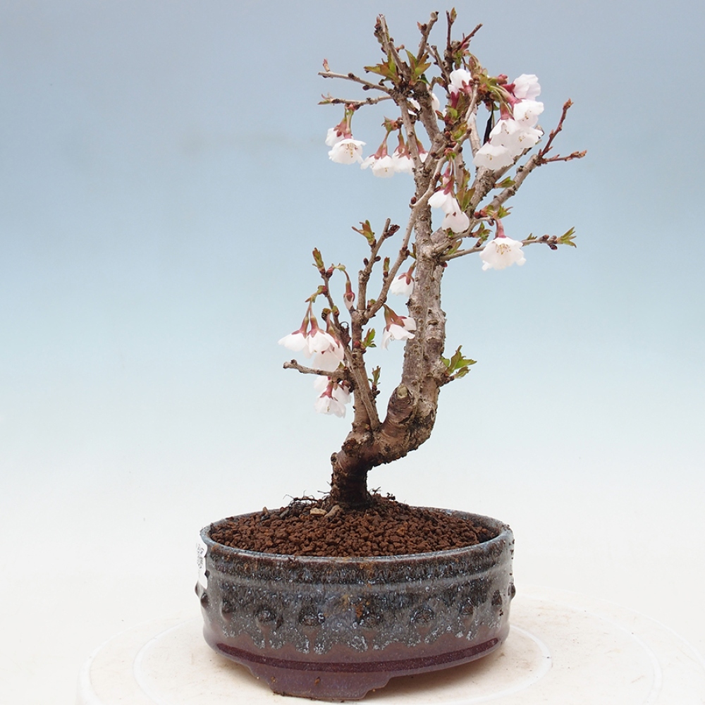 Bonsai zewnętrzne - Prunus incisa Kojou-no mai-cięcie śliwki