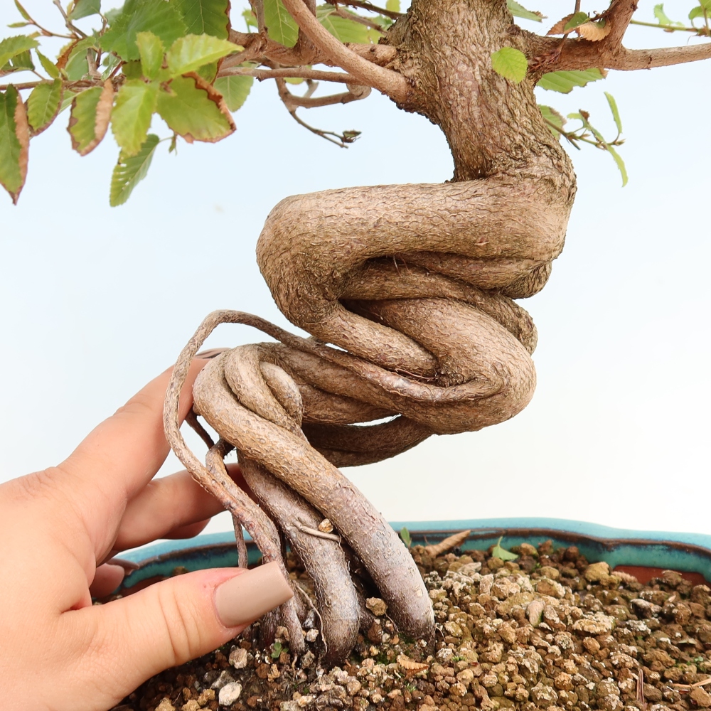 Outdoor bonsai - Carpinus CARPINOIDES - grab koreański