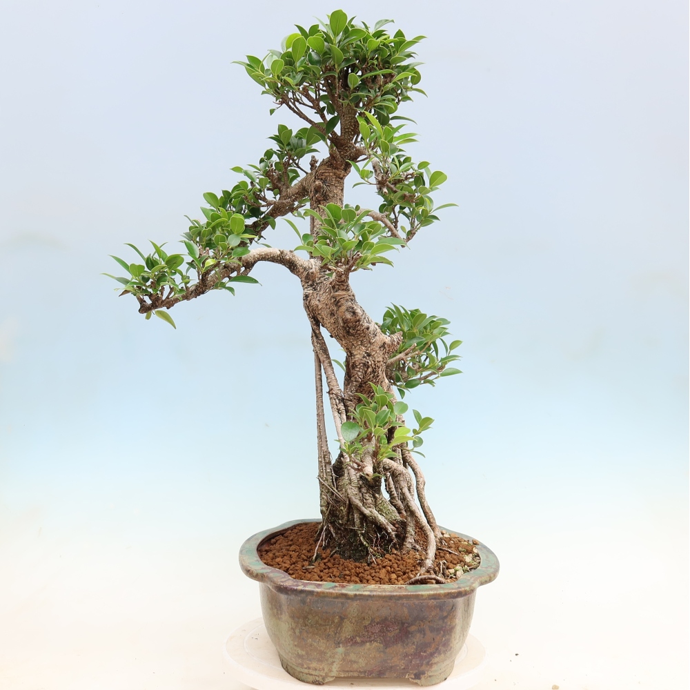 Pokój bonsai - Ficus kimmen - figowiec drobnolistny