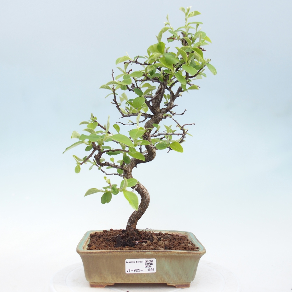Bonsai zewnętrzne - Chaneomeles chinensis
