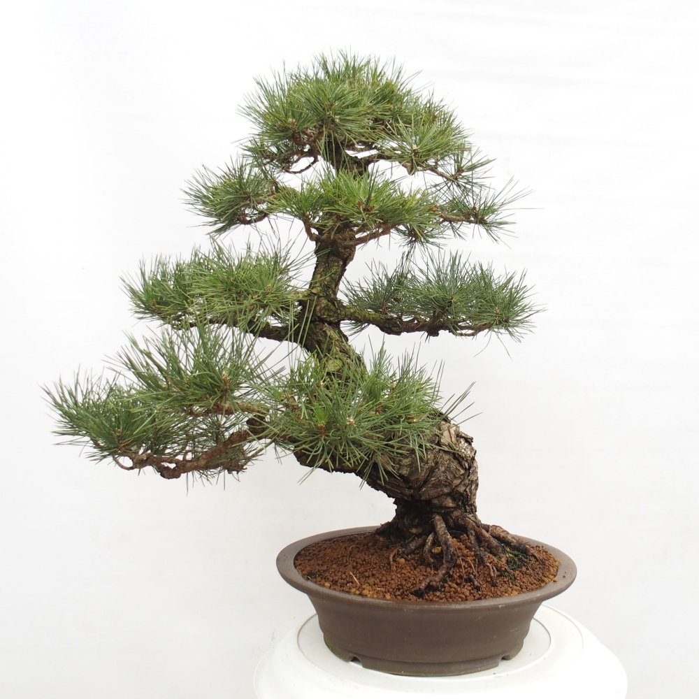 Bonsai ogrodowe - Pinus thunbergii - Sosna Thunberg