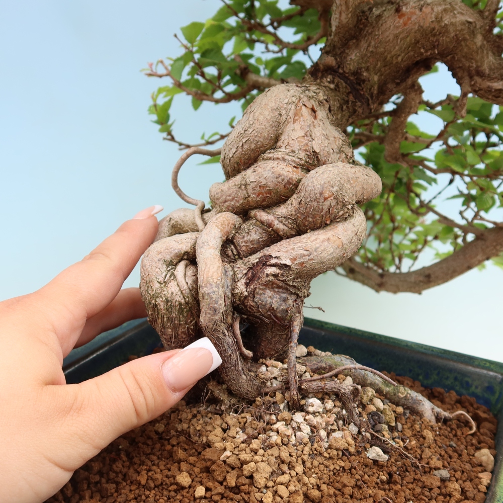 Outdoor bonsai - Carpinus coreana - grab koreański
