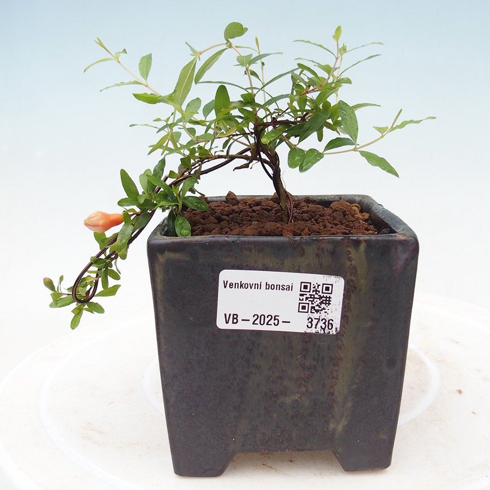 Pokój bonsai-Punica granatum nana-Granat