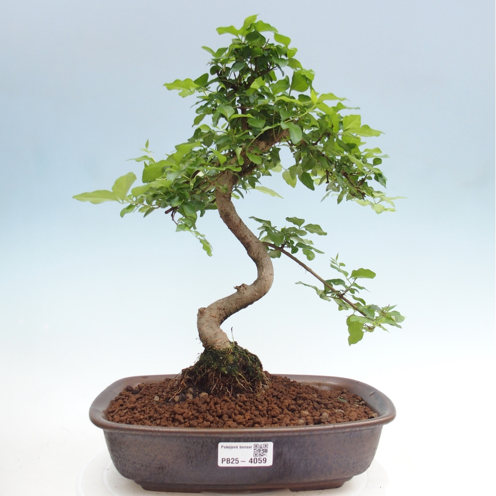Pokój bonsai - Ligustrum chinensis - Dziób ptaka