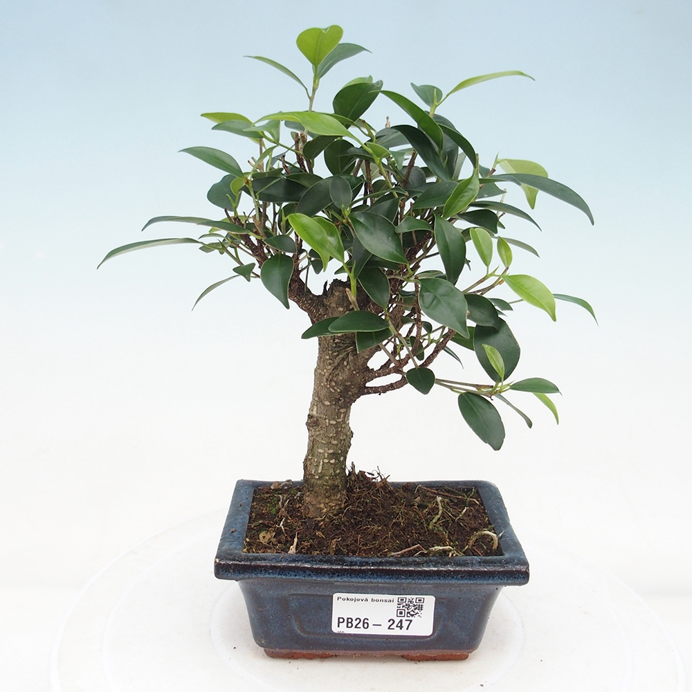 Pokój bonsai Ficus retusa kimmen