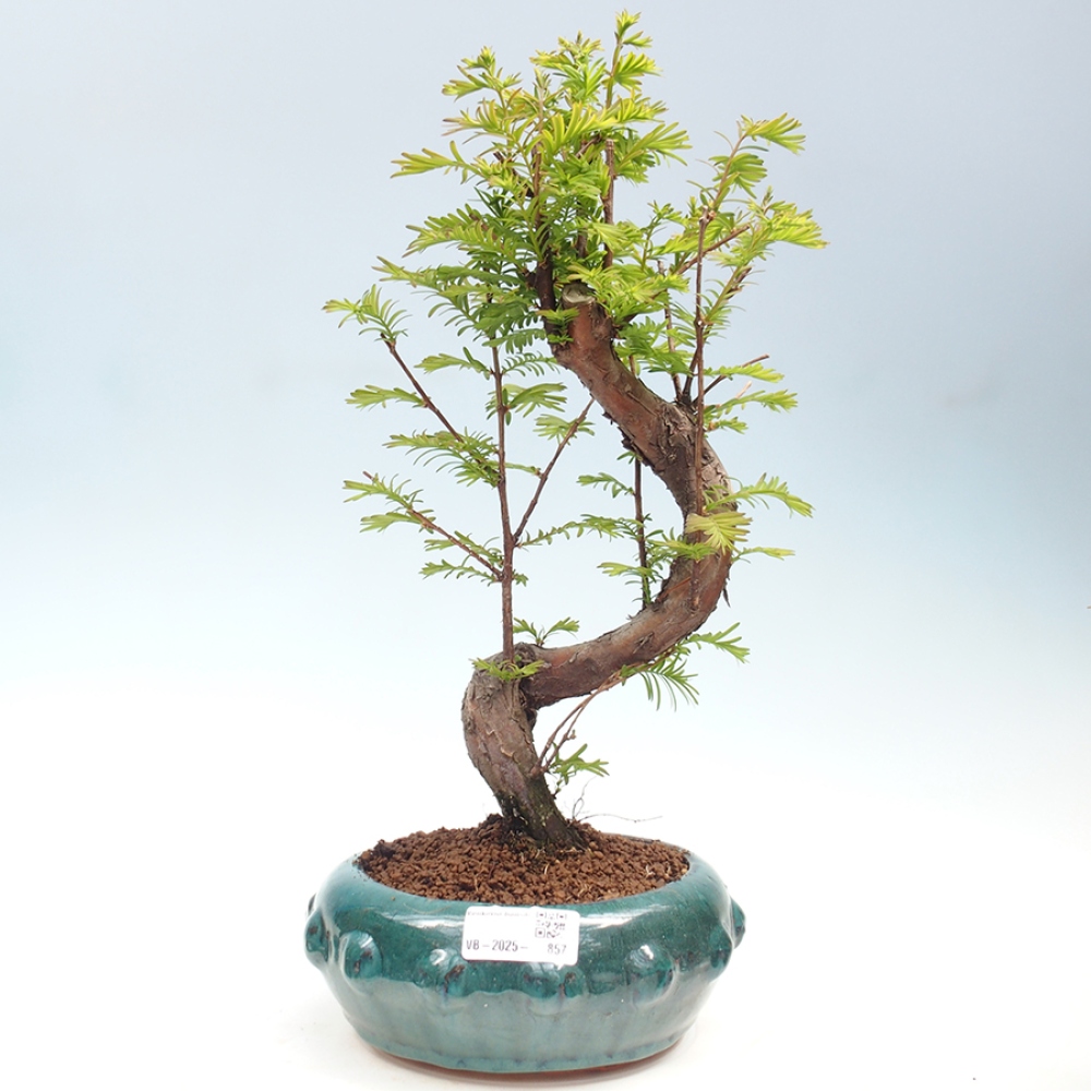 Outdoor bonsai - Metasequoia glyptostroboides - chińskie metasekvoje
