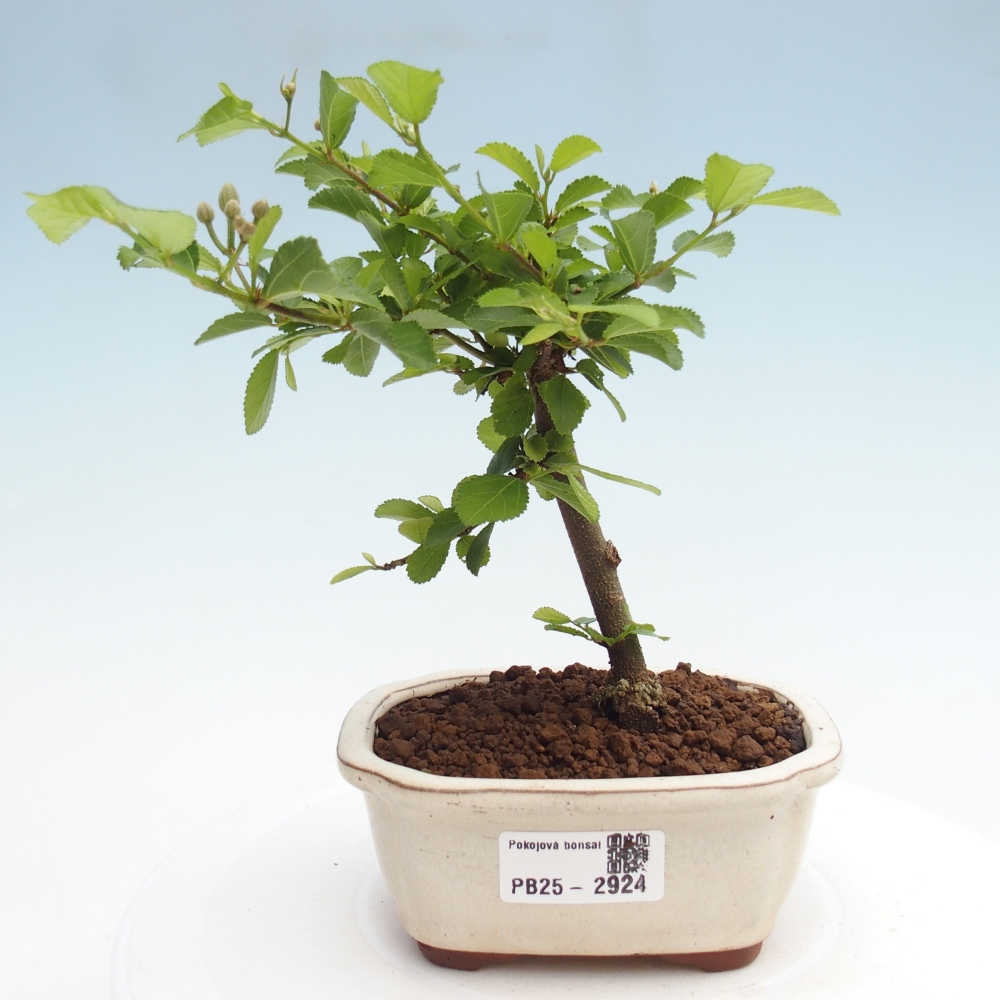 Kryty bonsai - Grewia occidentalis - Lawendowa gwiazda
