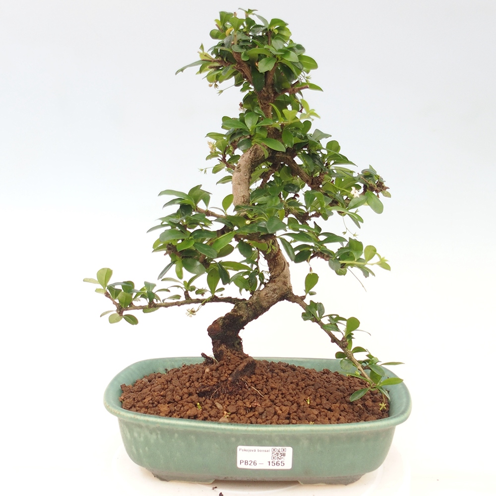 Bonsai pokojowe - Carmona macrophylla - Tea fuki