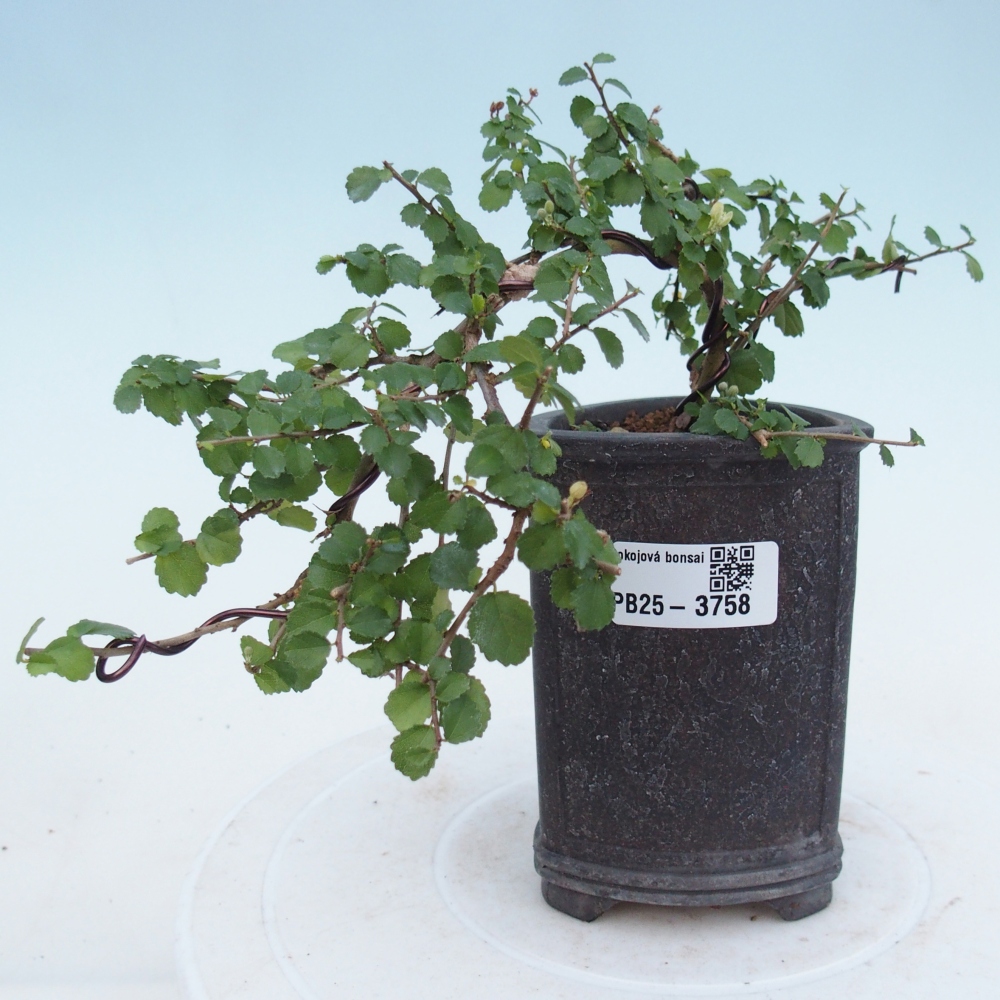 Pokój bonsai - Grewia sp. - Grewia malafolia