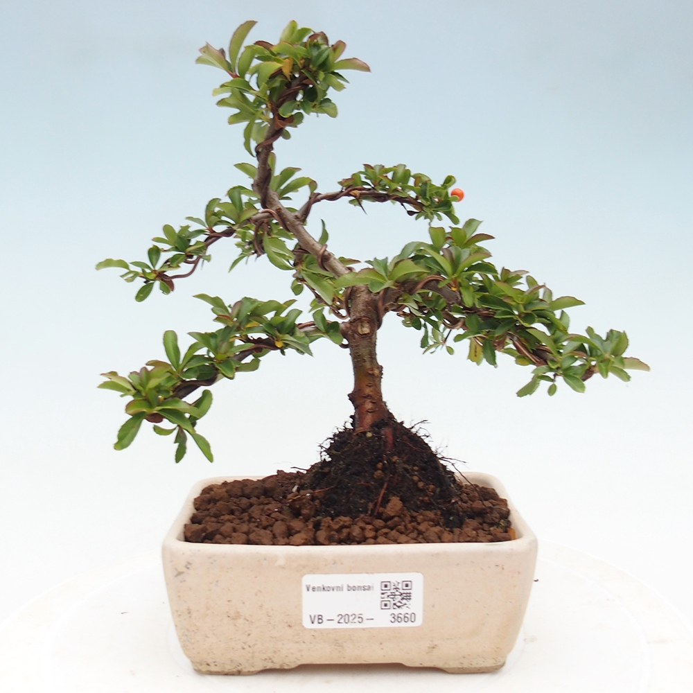 Outdoor bonsai-Pyracantha Teton -Hlox
