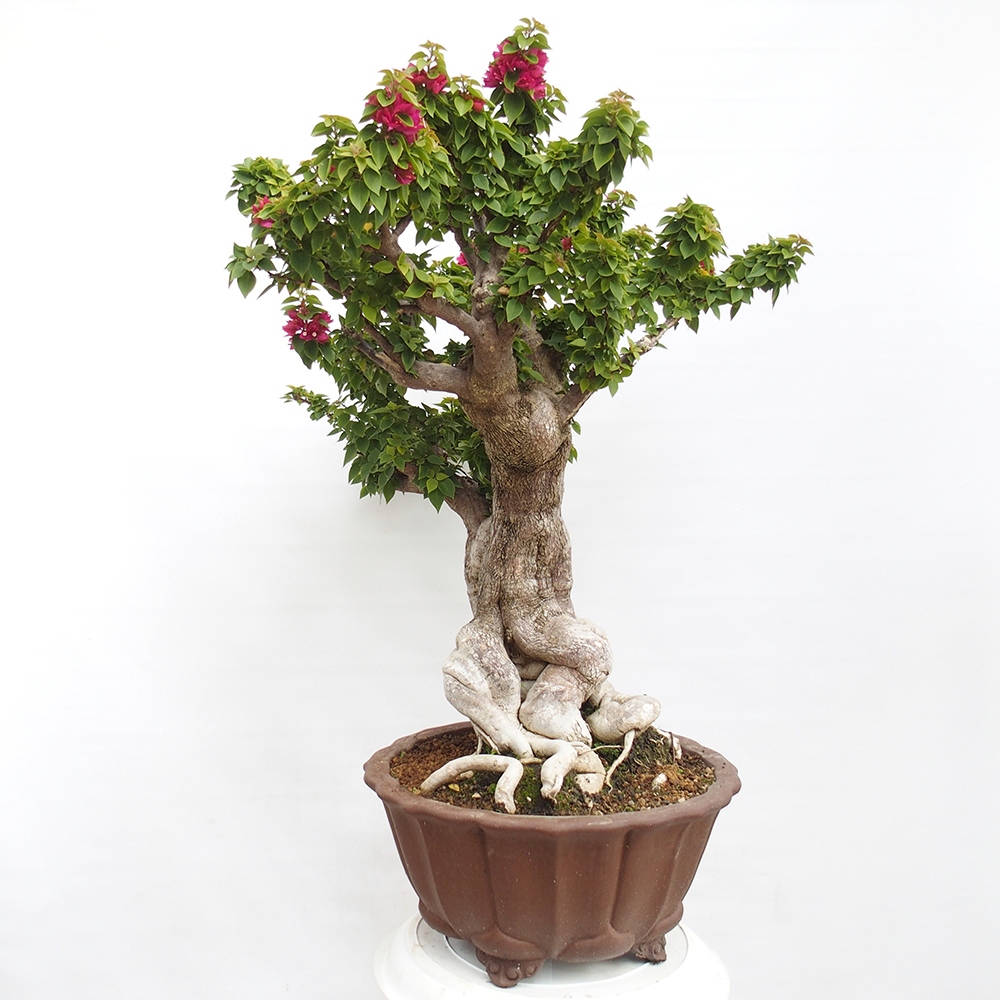 Kryte bonsai - Bouganwilea