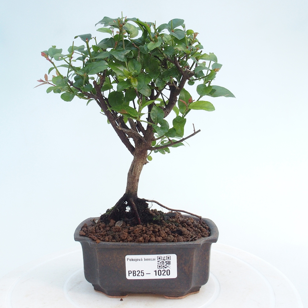 Kryty bonsai - Sagerécie thea - Sagerécie thea