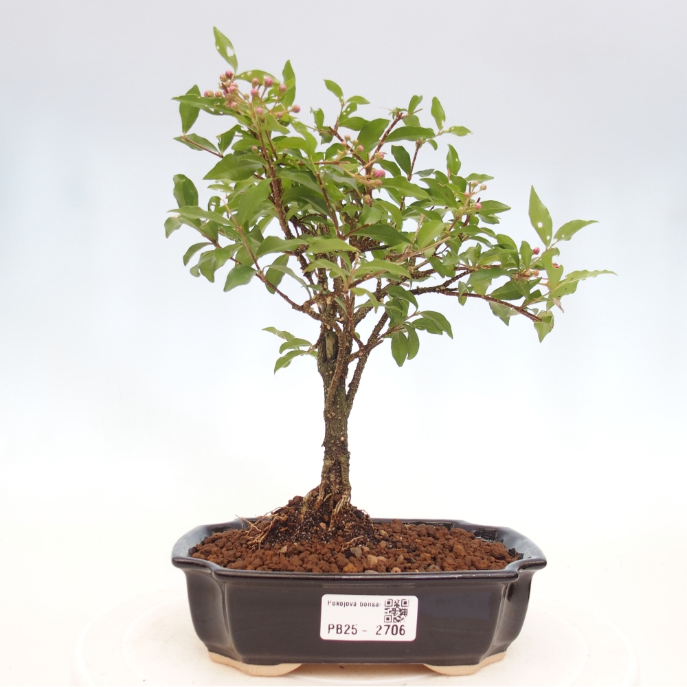 Bonsai pokojowe - Malpighia coccigera - Wiśnia Barbdorska