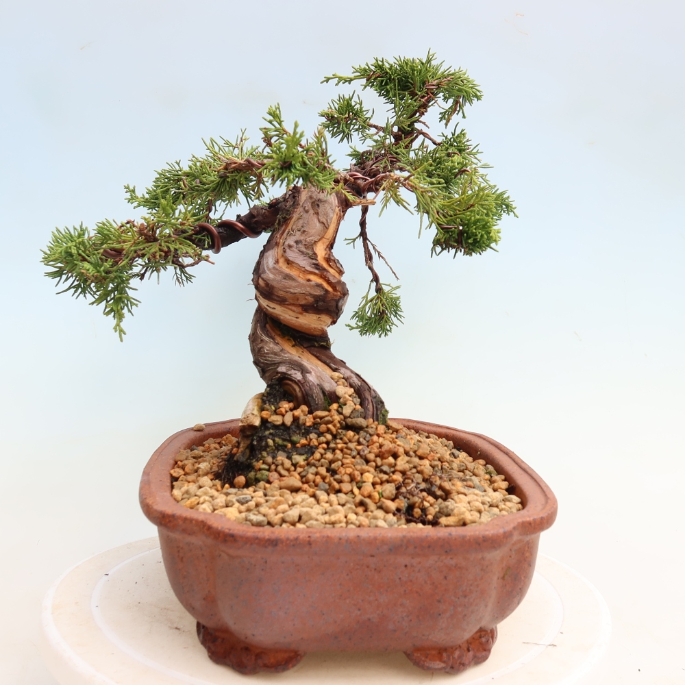 Bonsai ogrodowe – Juniperus chinensis Itoigawa – jałowiec chiński