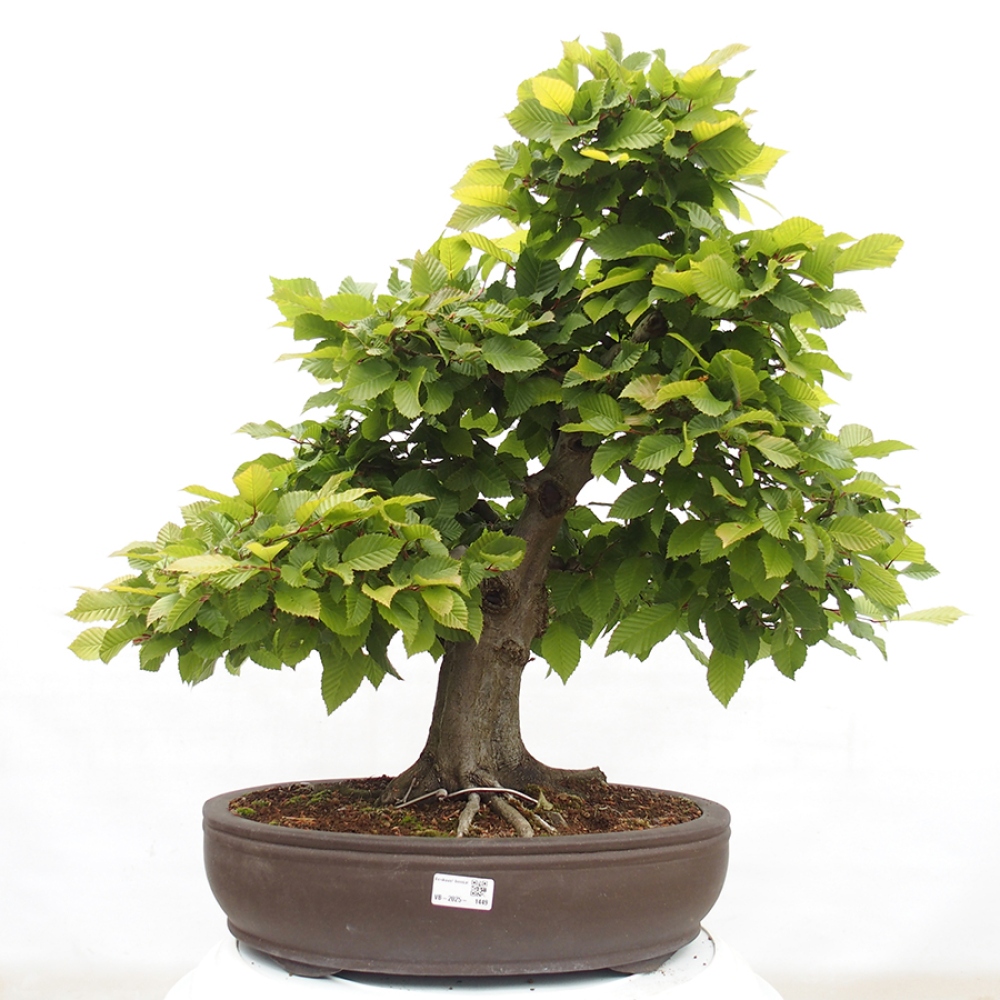 Bonsai zewnętrzne - Grab - Carpinus betulus
