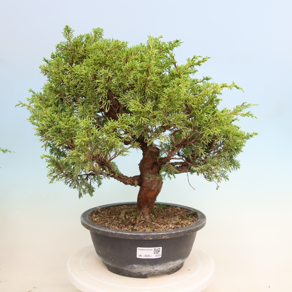 Bonsai ogrodowe – Juniperus chinensis Itoigawa – jałowiec chiński
