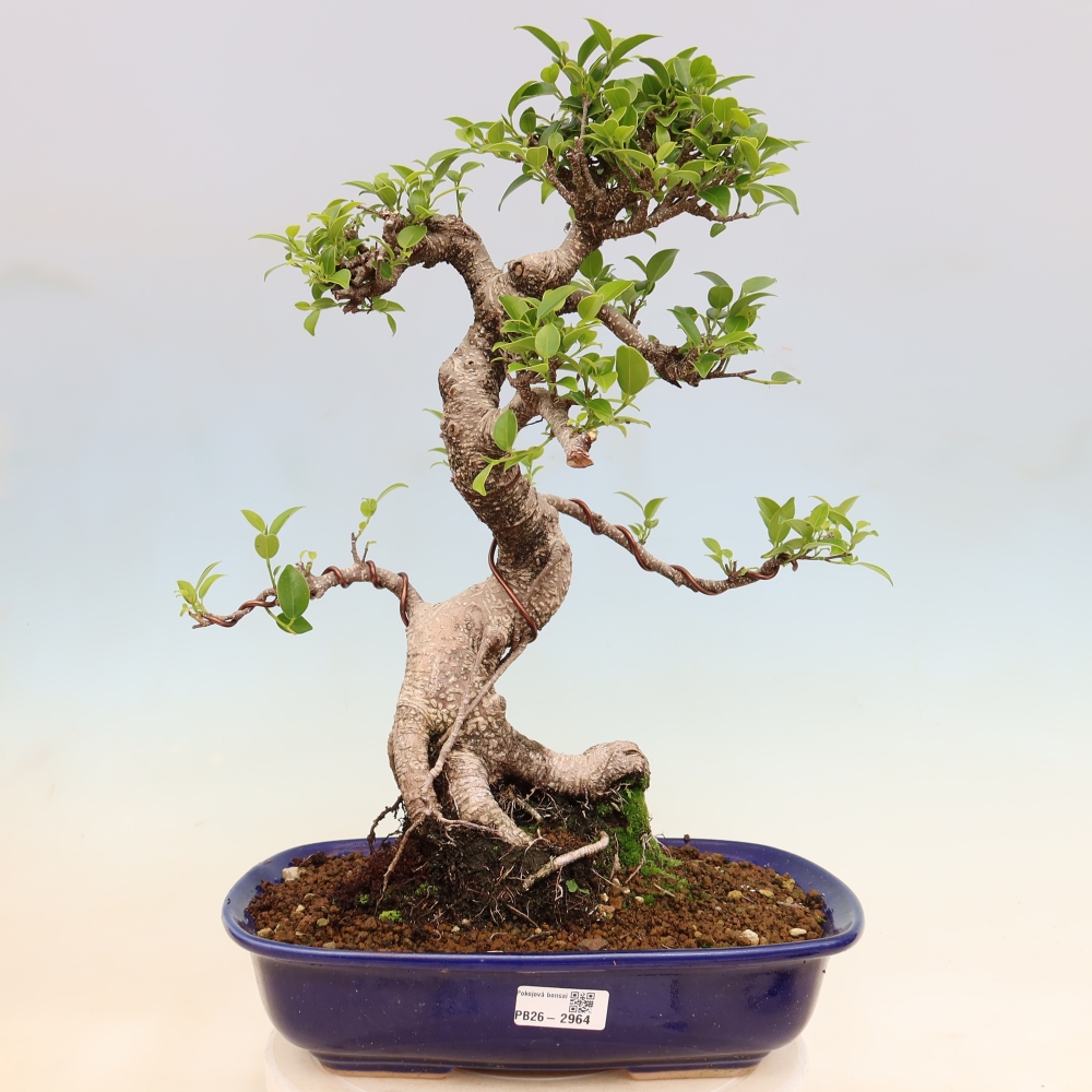 Pokój bonsai - Ficus kimmen - figowiec drobnolistny