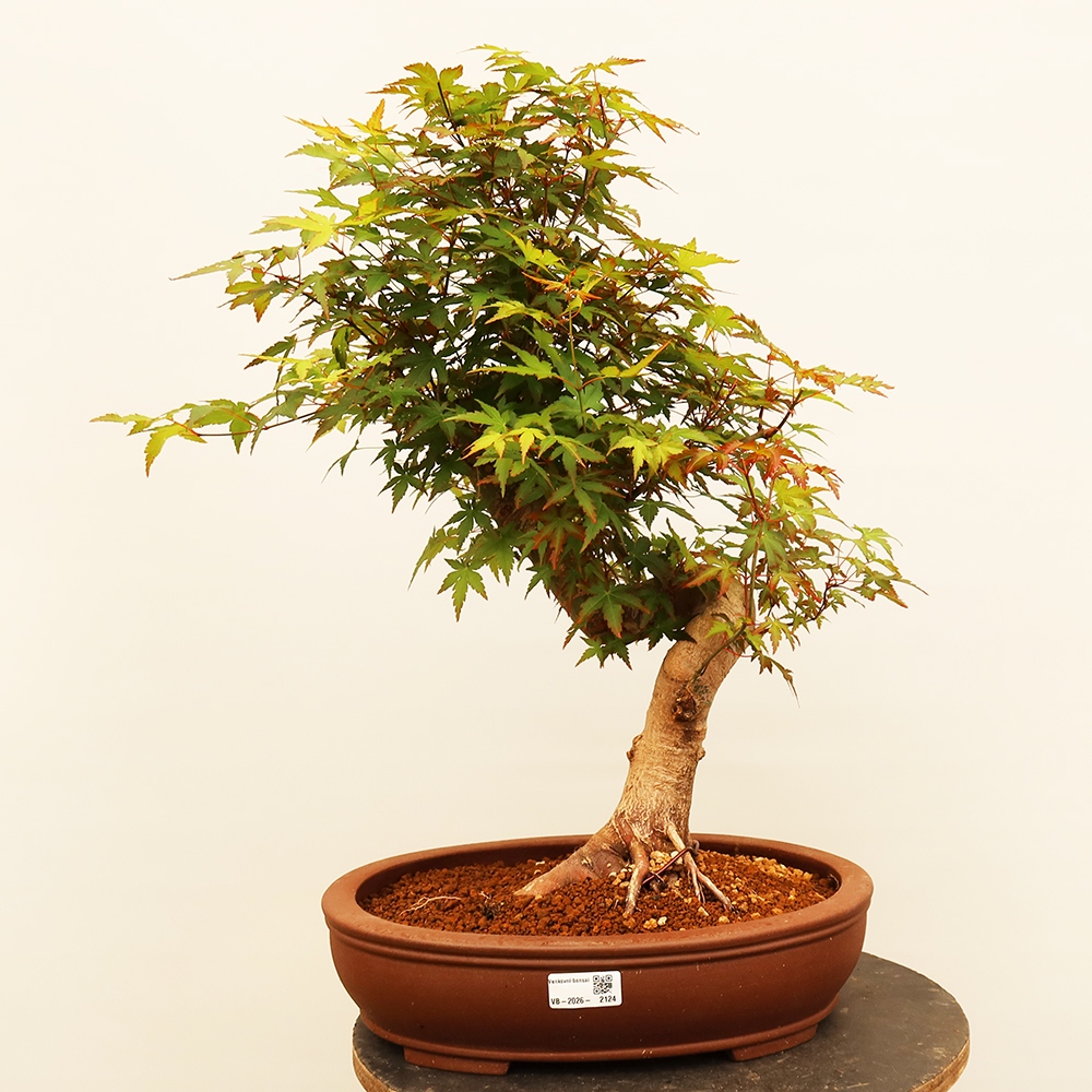 Outdoor bonsai - Klon palmowy - Palmy