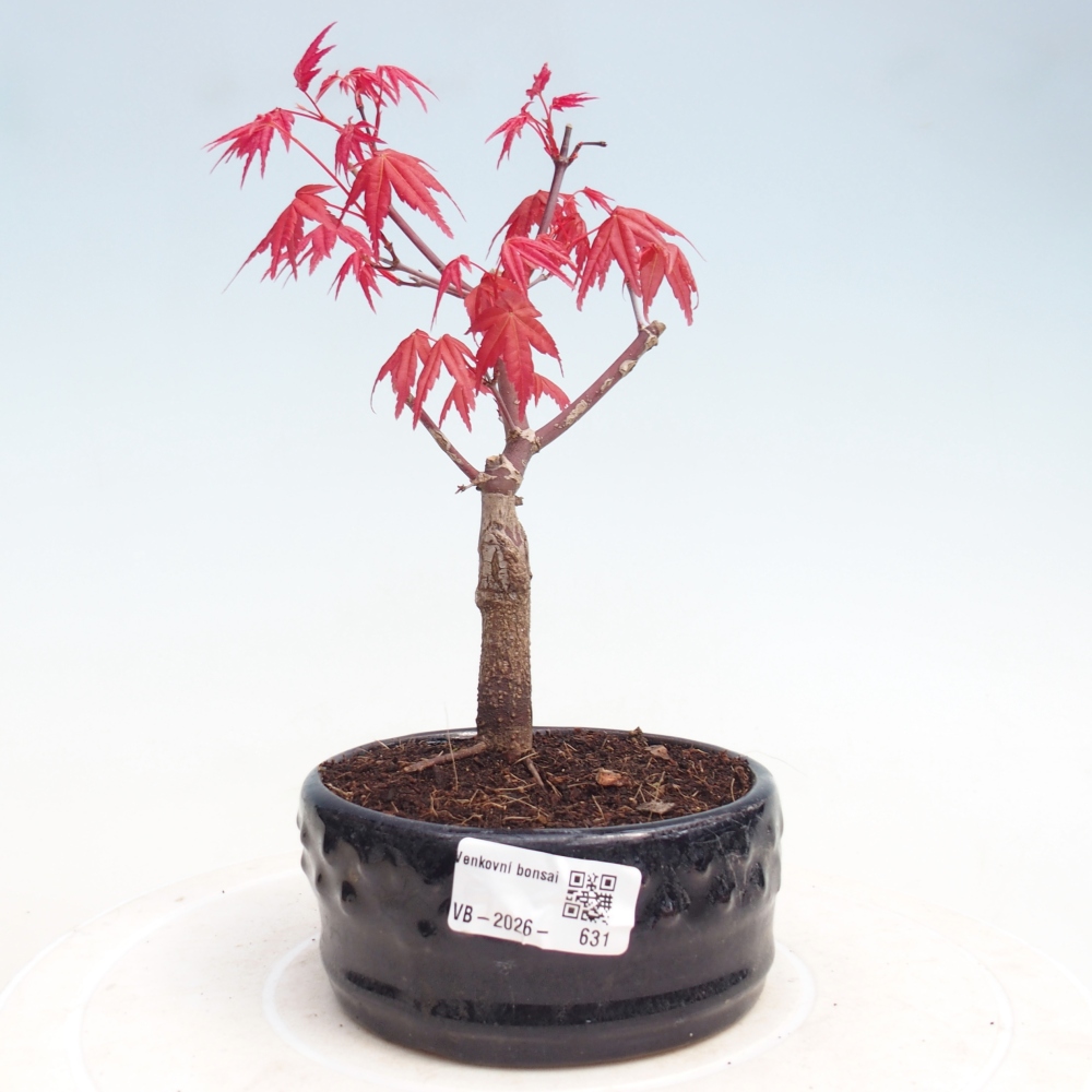 Outdoor bonsai - Acer palmatum DESHOJO