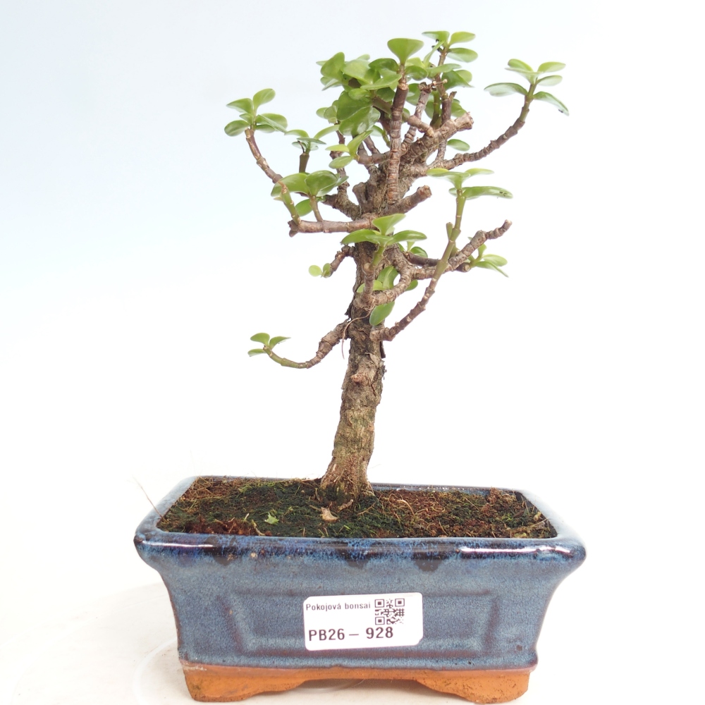 Pokój bonsai - Portulakaria Afra - Tlustice