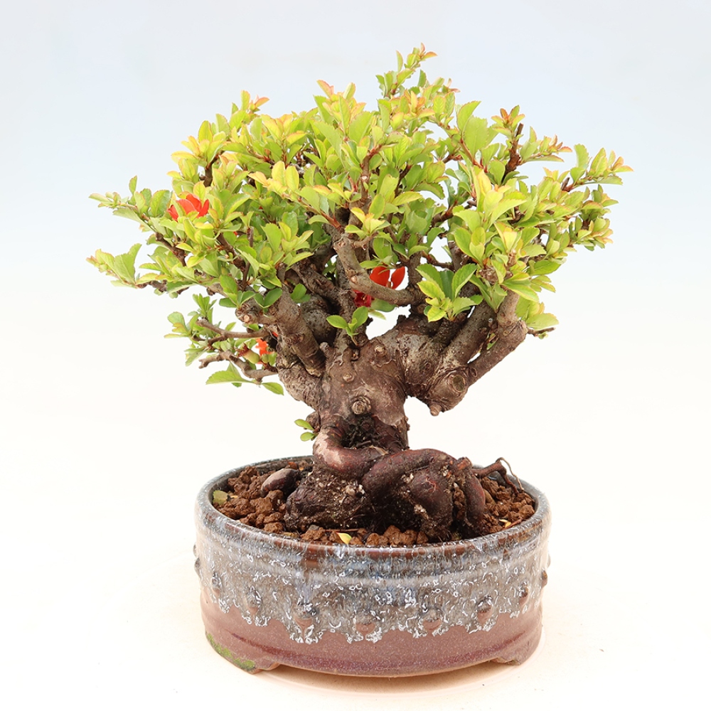 Bonsai zewnętrzne - Chaneomeles speciosa Chojubai