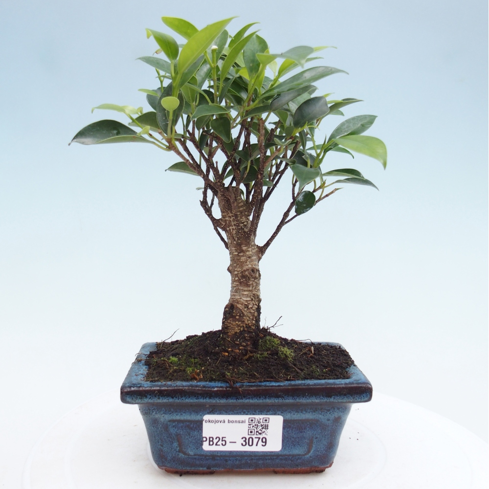 Pokojová bonsai - Ficus retusa - malolistý fíkus