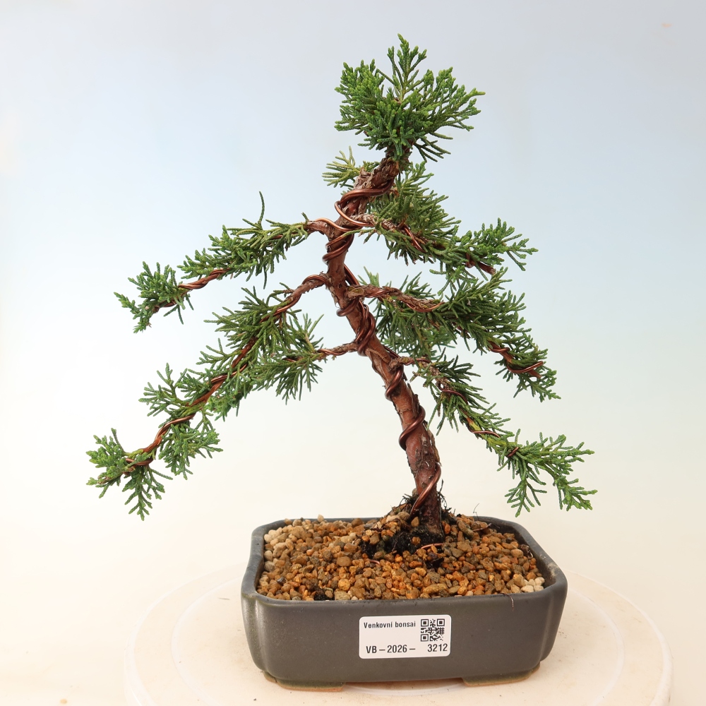 Outdoor bonsai - Juniperus chinensis Kishu