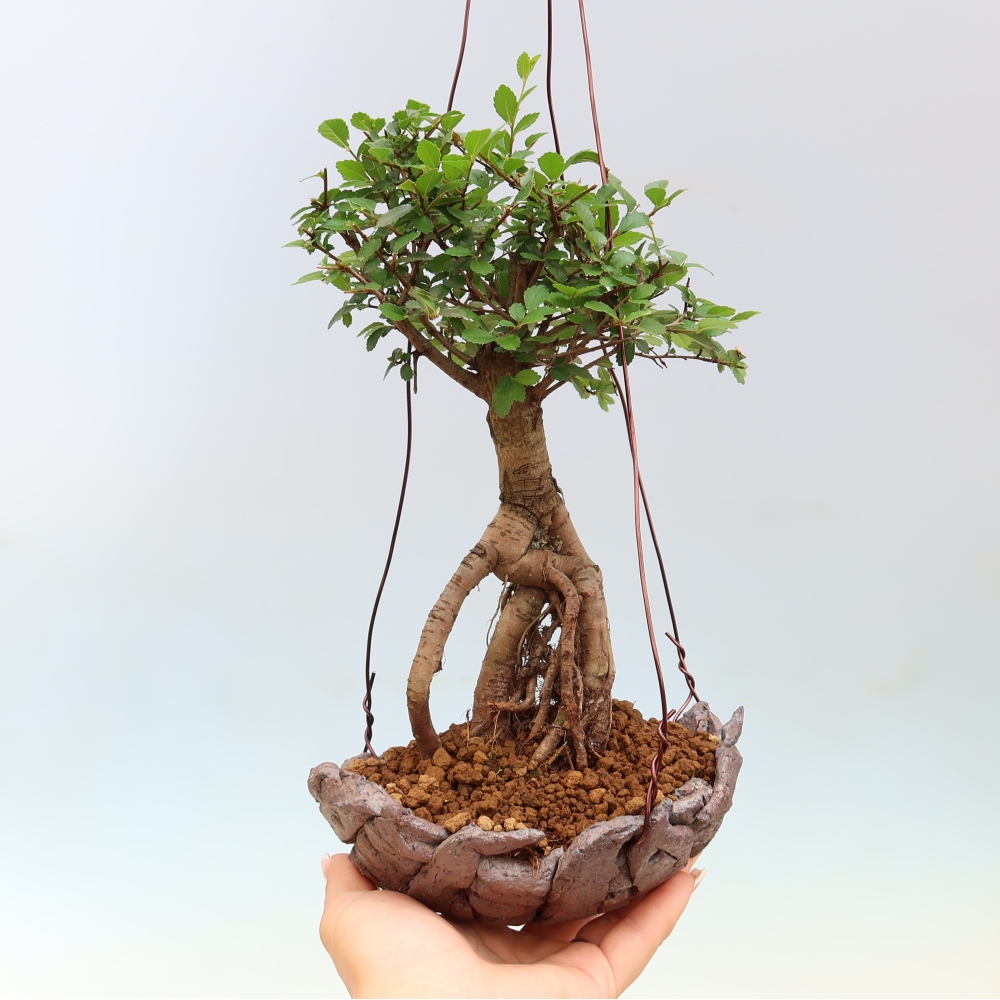 Kokedama w ceramicznej doniczce – Ulmus parvifolia – wiąz drobnolistny