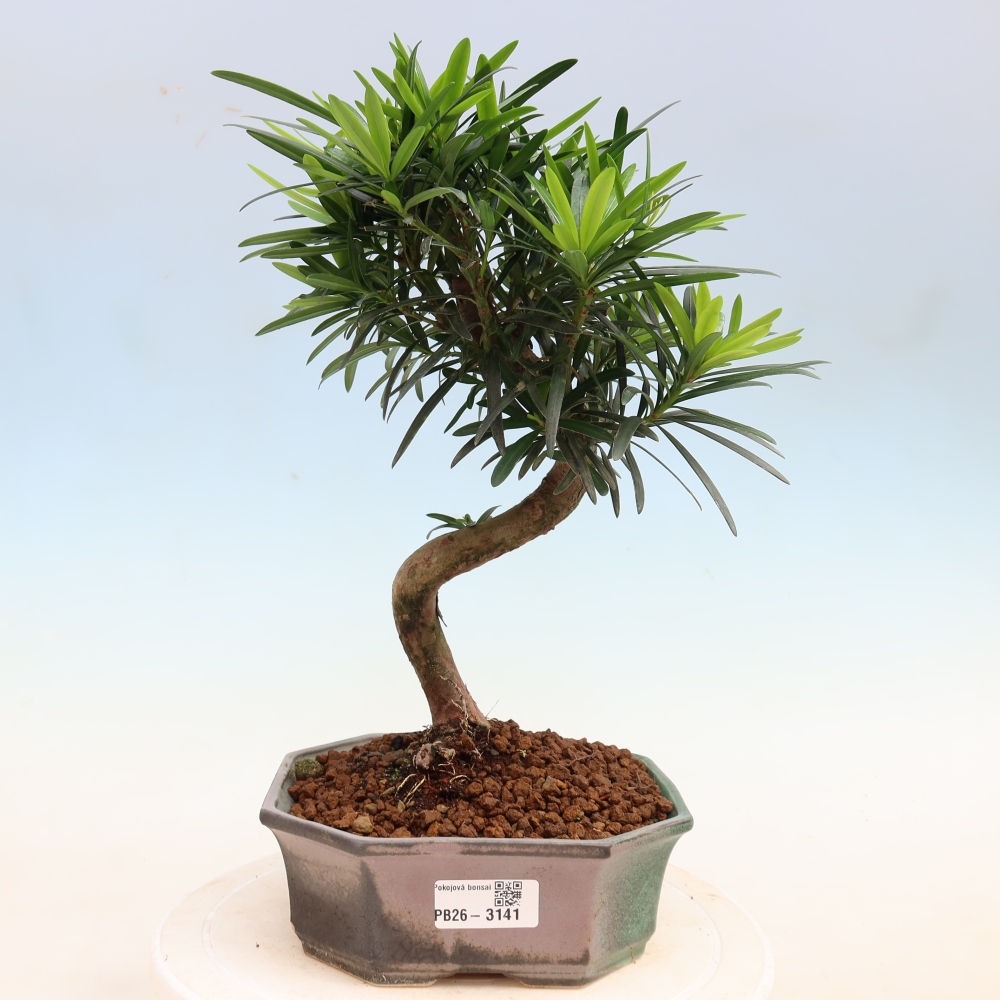Pokój bonsai - Podocarpus - Kamienny cis